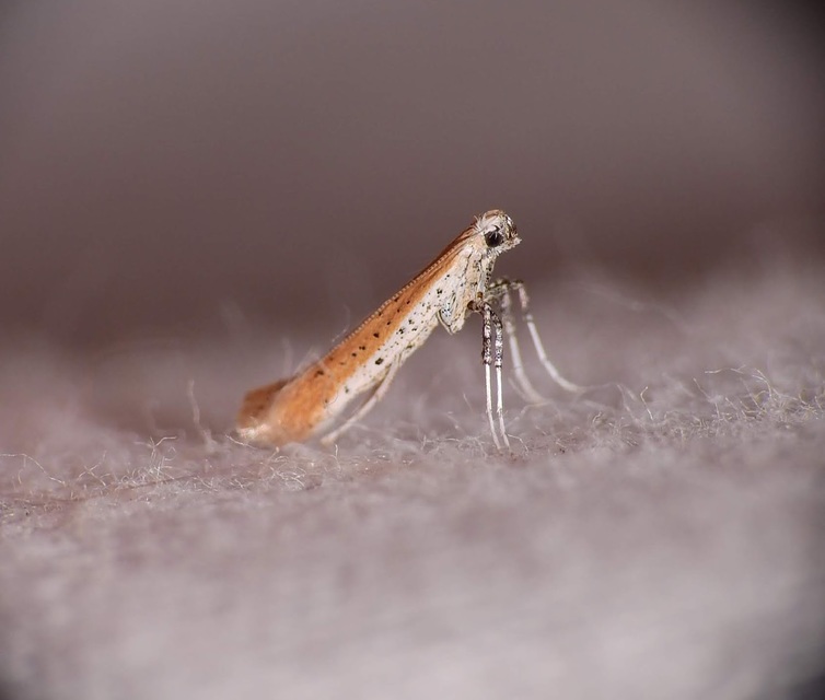 Aspilapteryx tringipennella - útifű-keskenymoly
