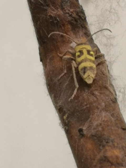 Chlorophorus varius - díszes darázscincér