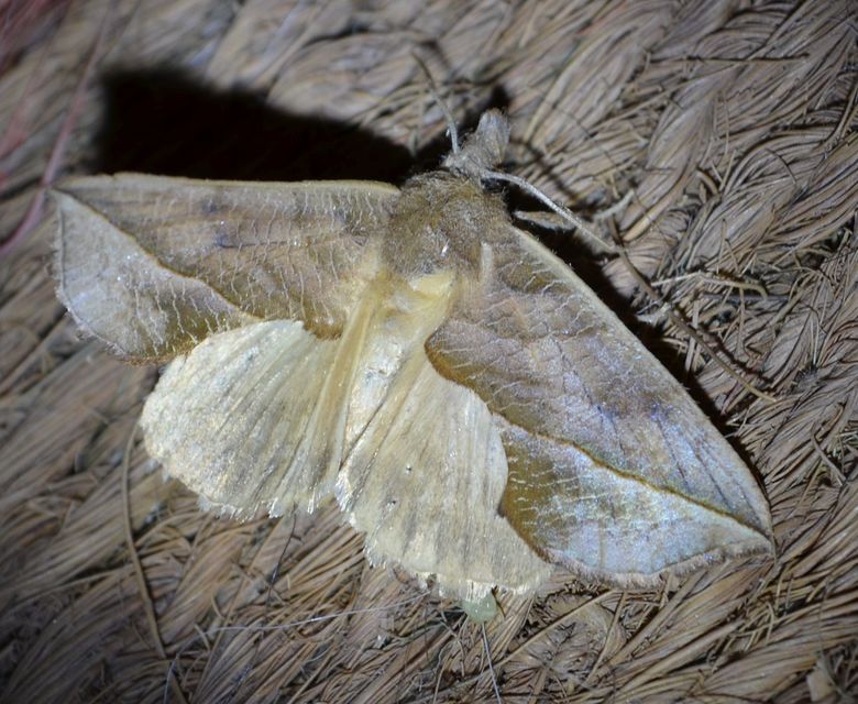 Calyptra thalictri - öblösszárnyú bagoly