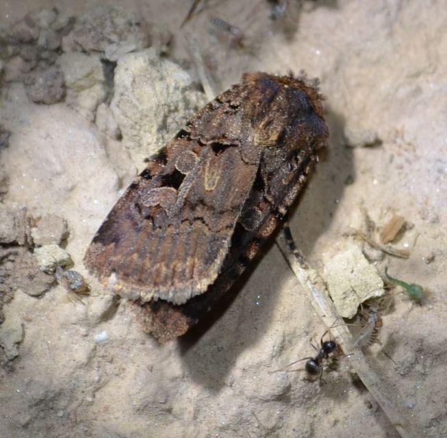 Chersotis rectangula - barna földibagoly