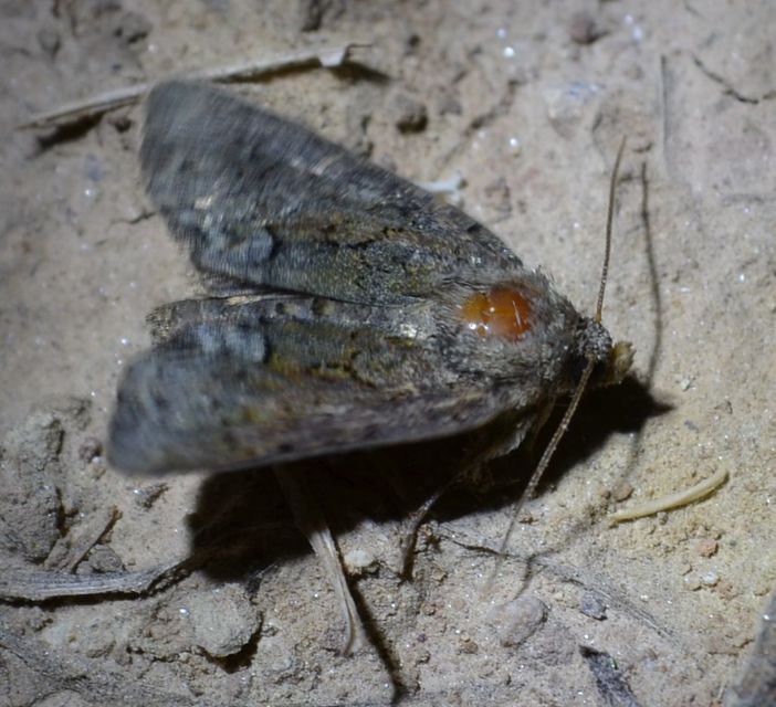 Oligia strigilis - kormos dudvabagoly