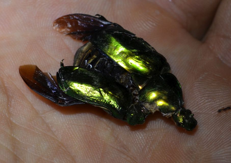 Protaetia affinis - smaragdzöld virágbogár