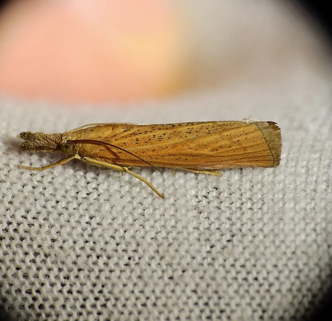Pediasia luteella - agyagsárga fűgyökérmoly
