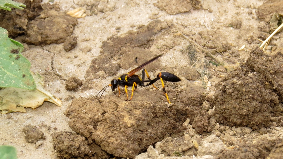 Sceliphron caementarium - feketenyelű lopódarázs