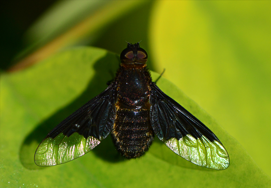 Hemipenthes morio - közönséges gyászlégy