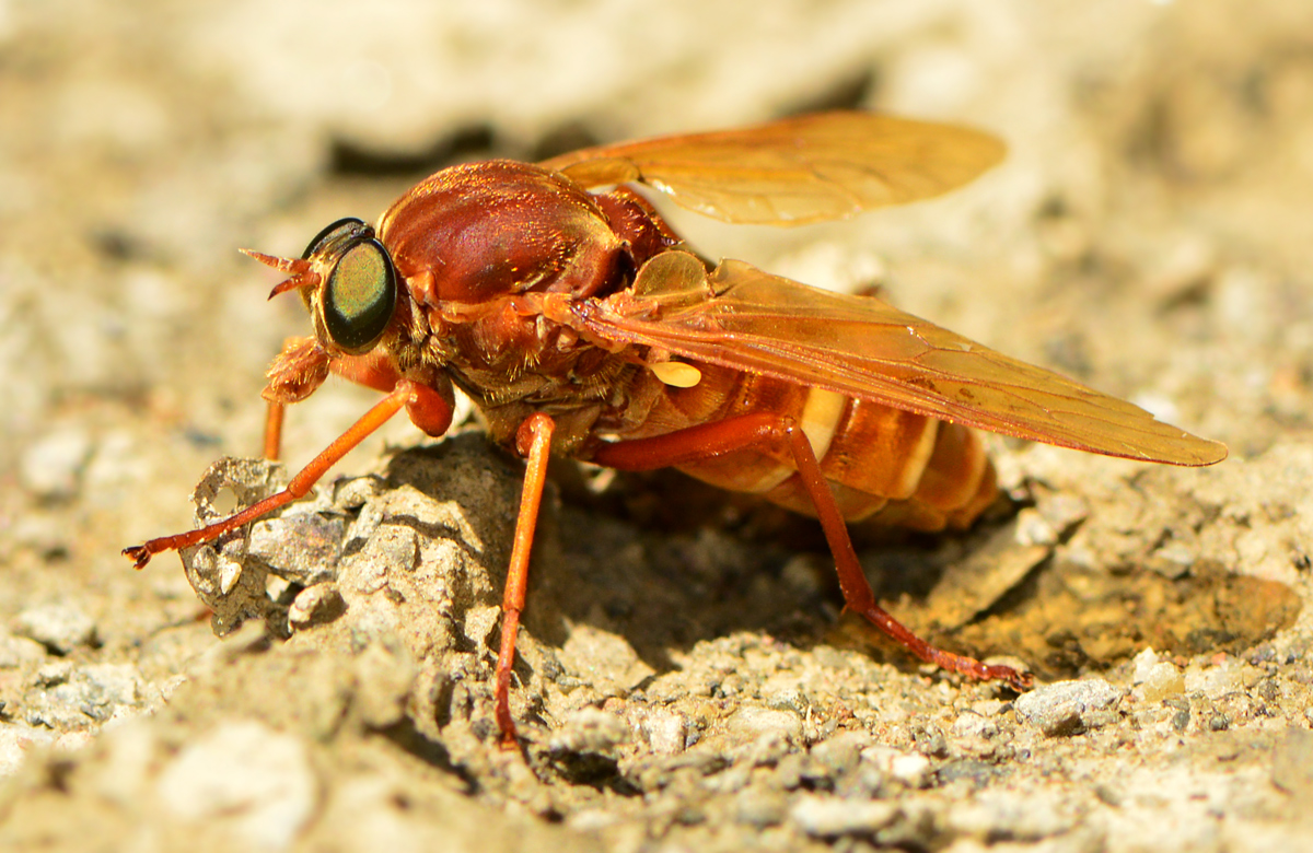 Coenomyia ferruginea - szagos légy