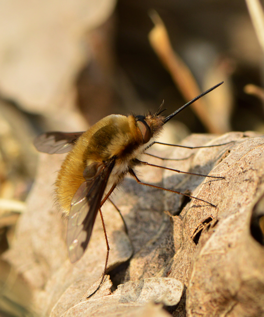 Bombylius major - szegélyes pöszörlégy