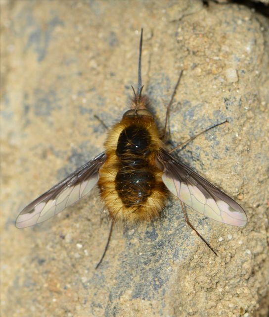 Bombylius major - szegélyes pöszörlégy