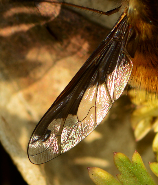 Bombylius major - szegélyes pöszörlégy