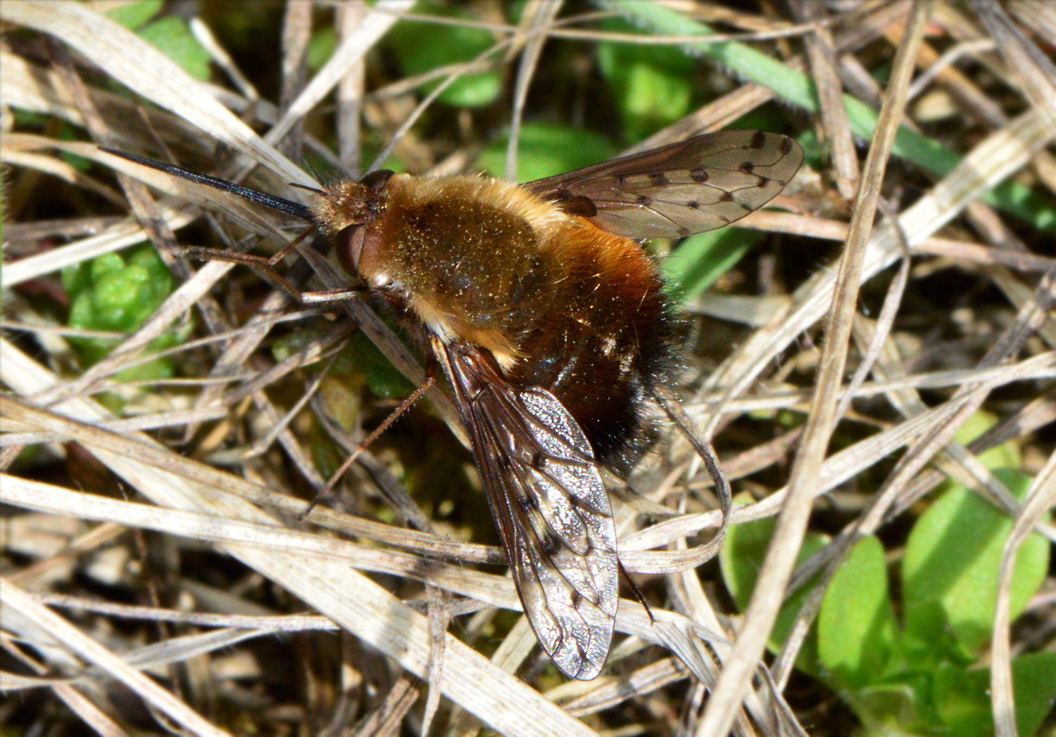 Bombylius discolor - feketefarú pöszörlégy