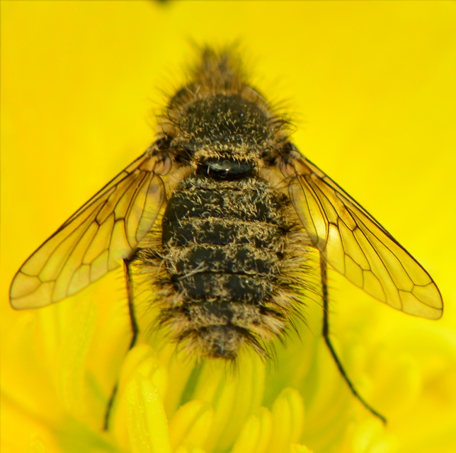 Conophorus virescens