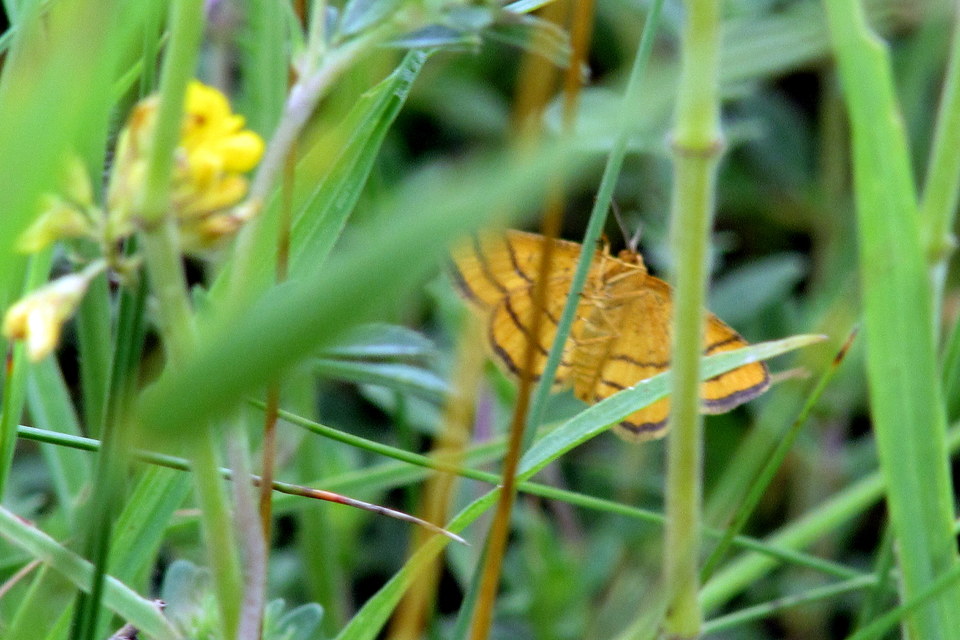 Idaea aureolaria - aranyos sávosaraszoló