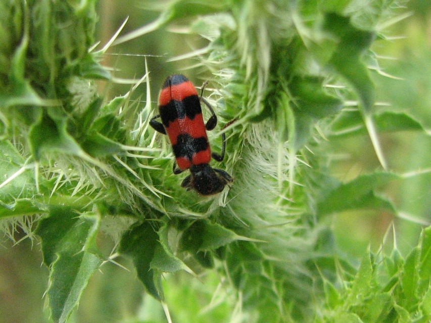 Trichodes apiarius - szalagos méhészbogár