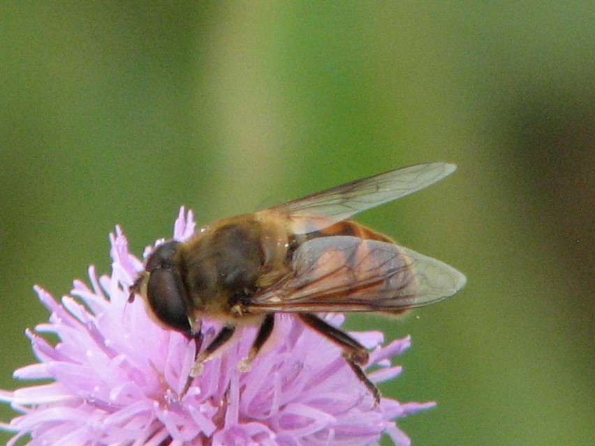 Eristalis tenax - közönséges herelégy