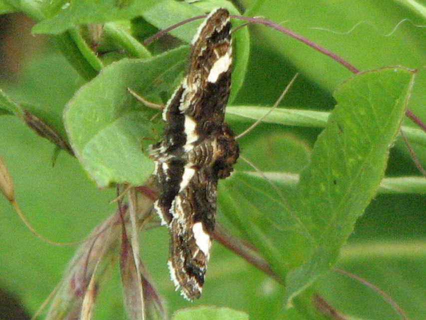 Tyta luctuosa - fekete nappalibagoly