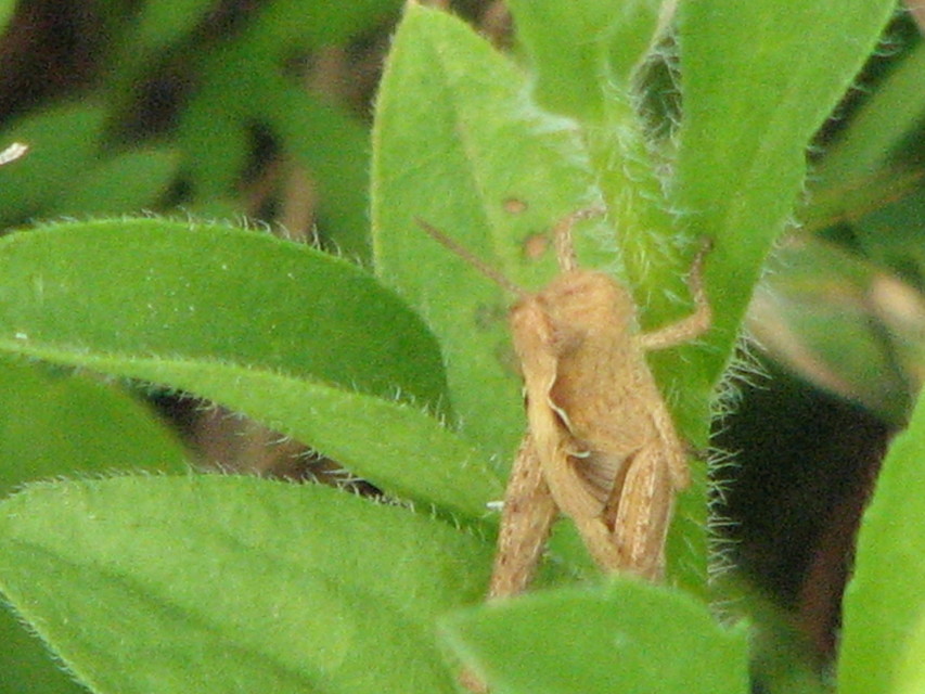Chorthippus (Glyptobothrus) (subgenus)