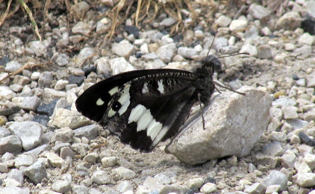 Brintesia circe - fehéröves szemeslepke