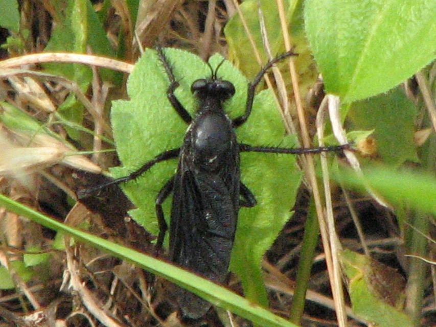 Dasypogon