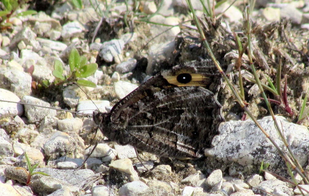 Hipparchia semele - barna szemeslepke Hipparchia semele - barna szemeslepke