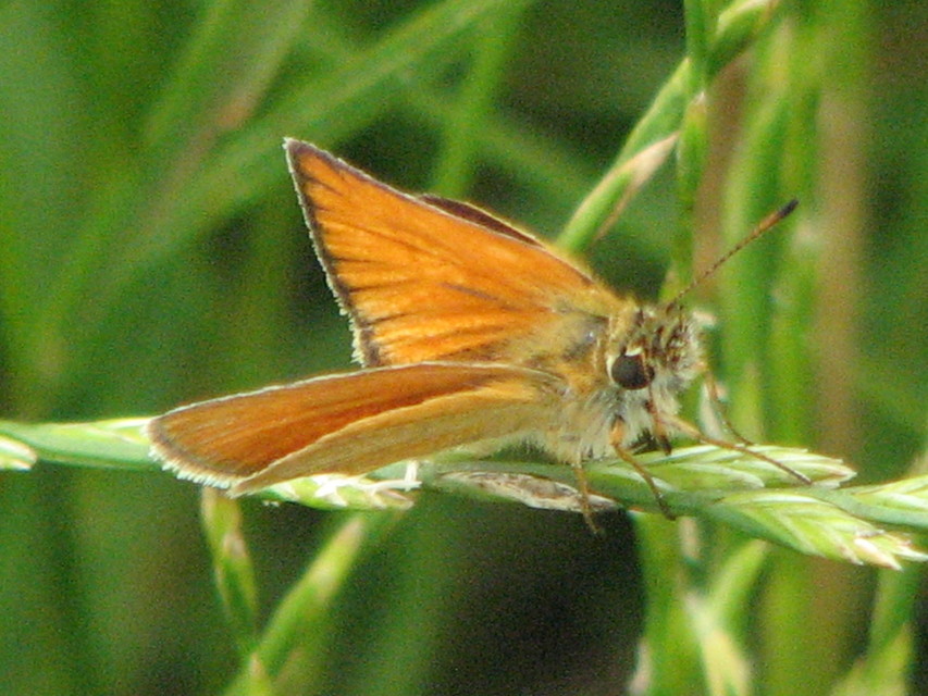 Thymelicus lineola - vonalas busalepke