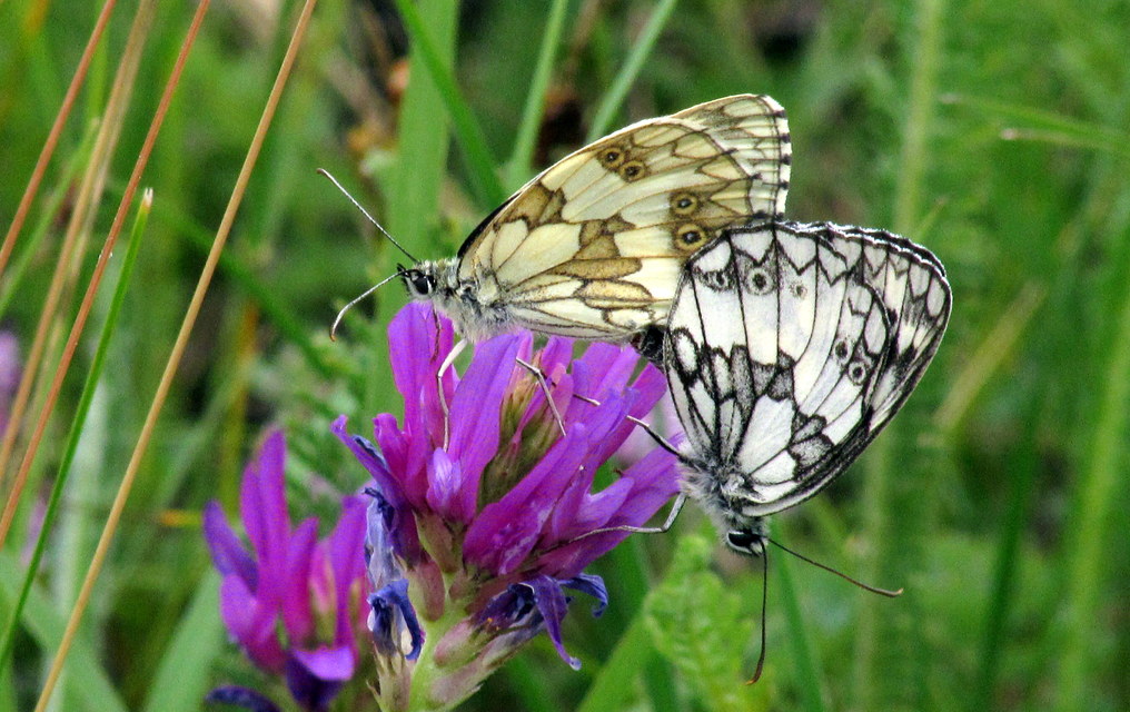 Melanargia galathea - sakktáblalepke