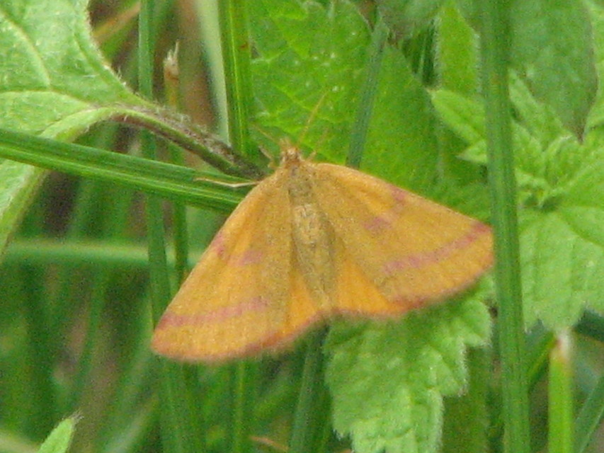 Lythria purpuraria - bíborsávos araszoló