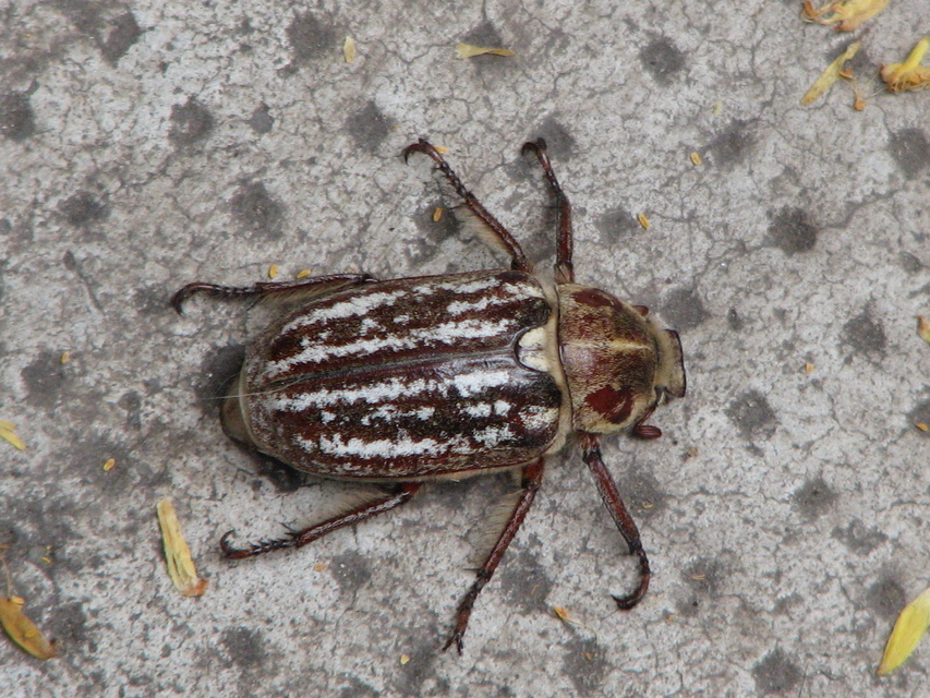 Anoxia orientalis - keleti cserebogár