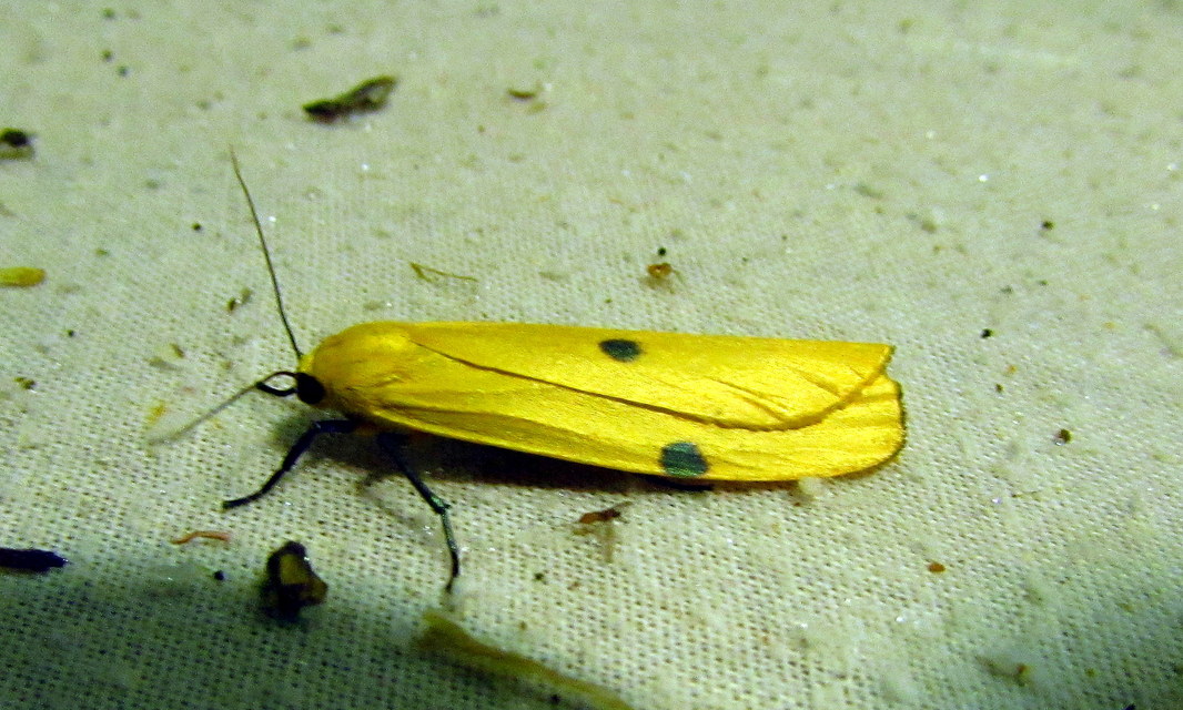 Lithosia quadra - négypettyes zuzmószövő