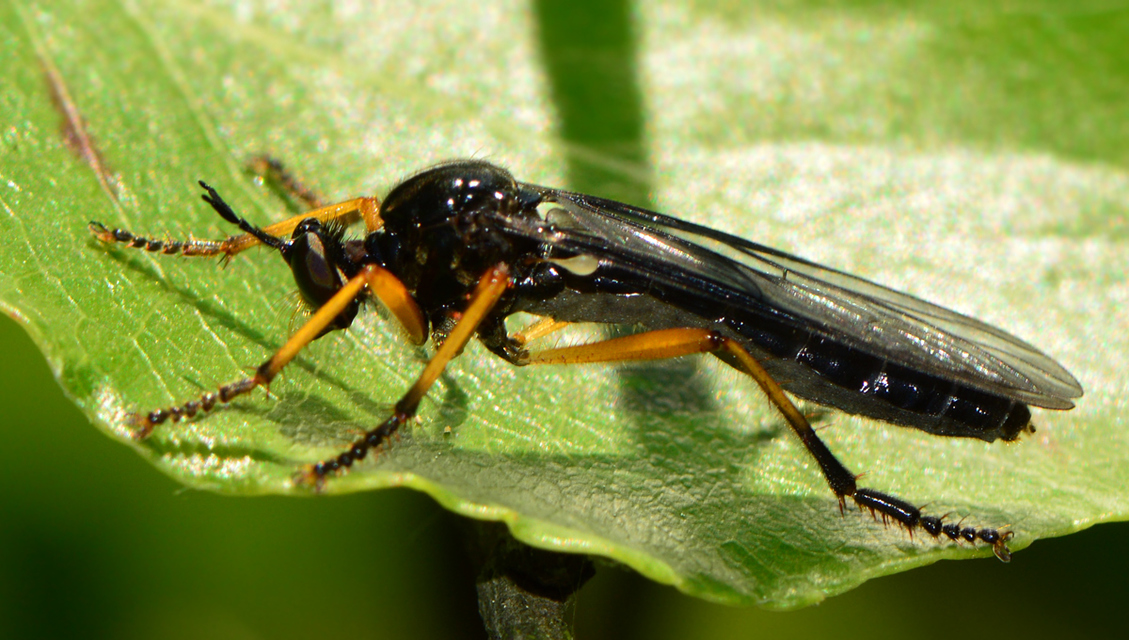 Dioctria