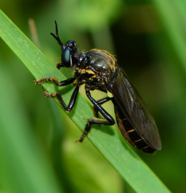 Dioctria atricapilla