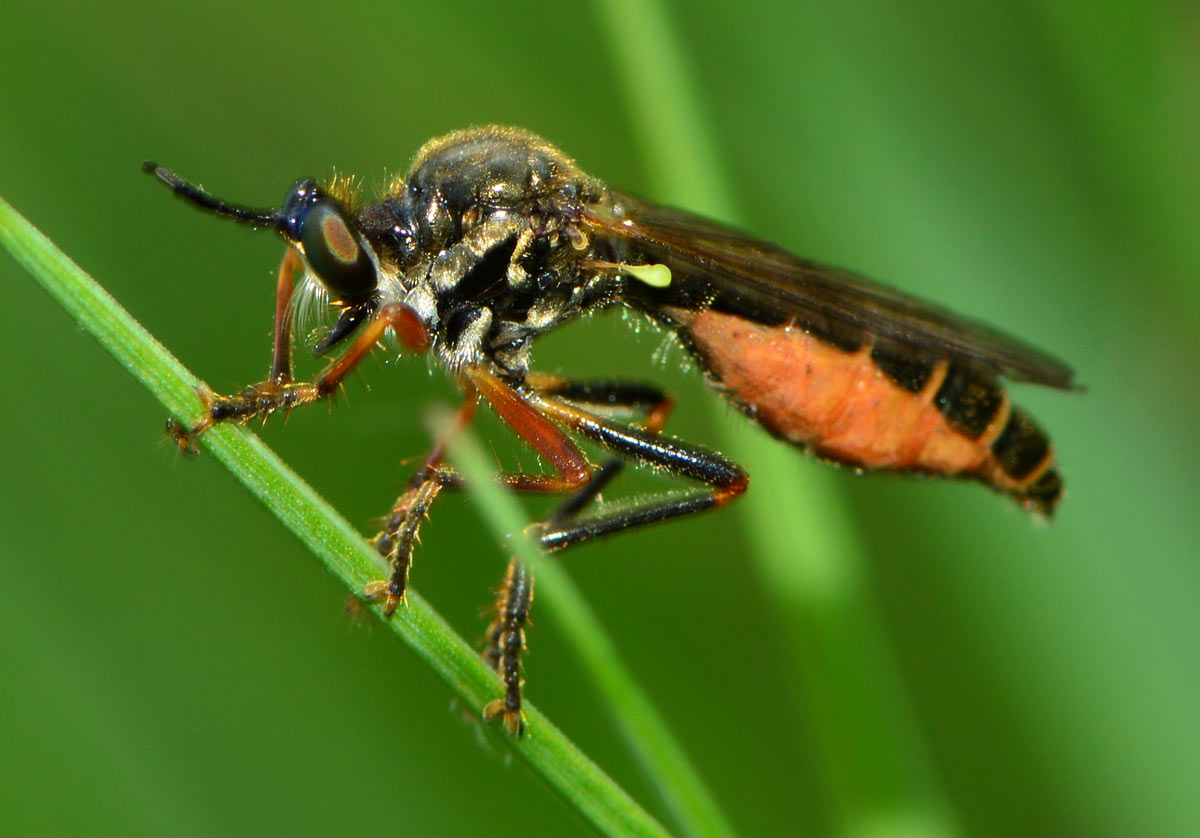 Dioctria rufipes