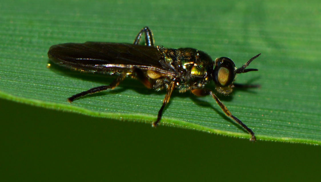 Actina chalybea - csillogó tüskéslégy