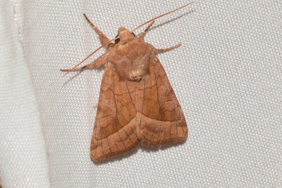 Hydraecia micacea - csillogó acsalapubagoly