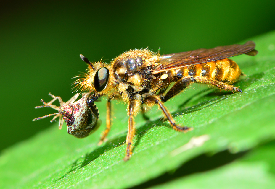 Choerades fimbriata/fulva