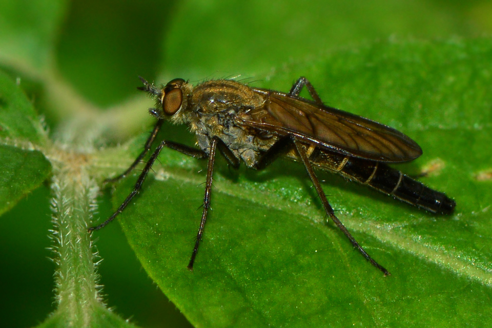 Thereva rustica