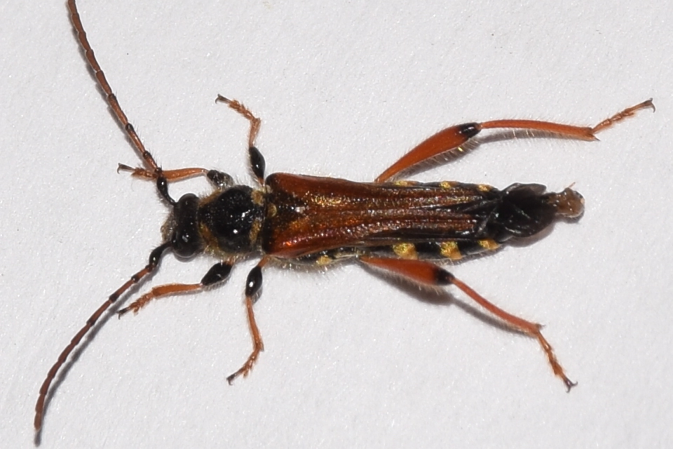Stenopterus rufus - tarkacsápú keskenyfedőscincér