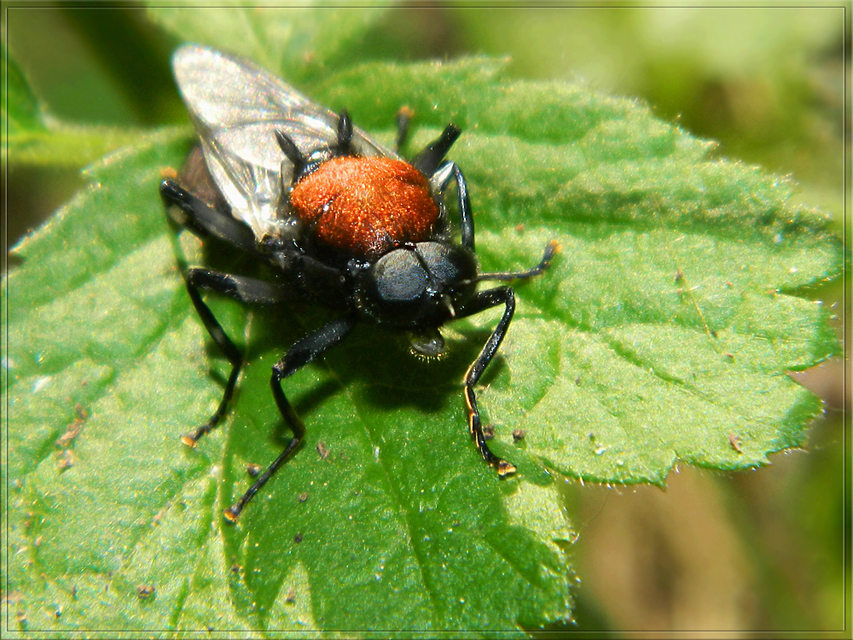 Clitellaria ephippium - tüskéshátú légy