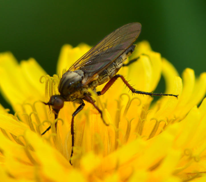 Empis