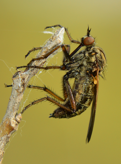 Empis tessellata - kockás táncoslégy