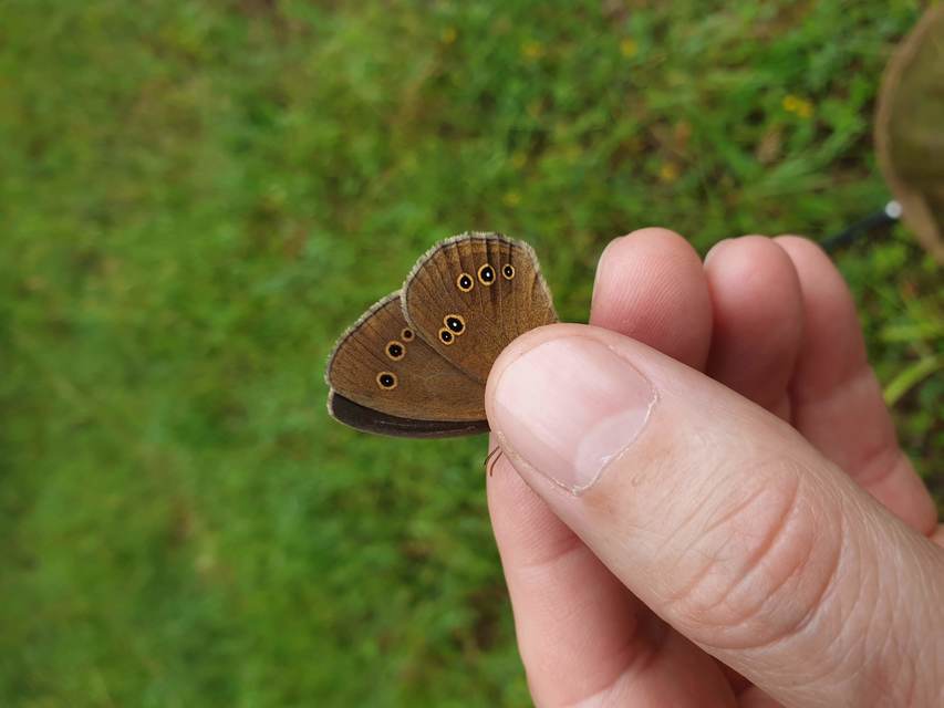 Aphantopus hyperanthus - közönséges ökörszemlepke