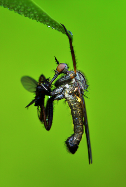 Empididae - táncoslegyek