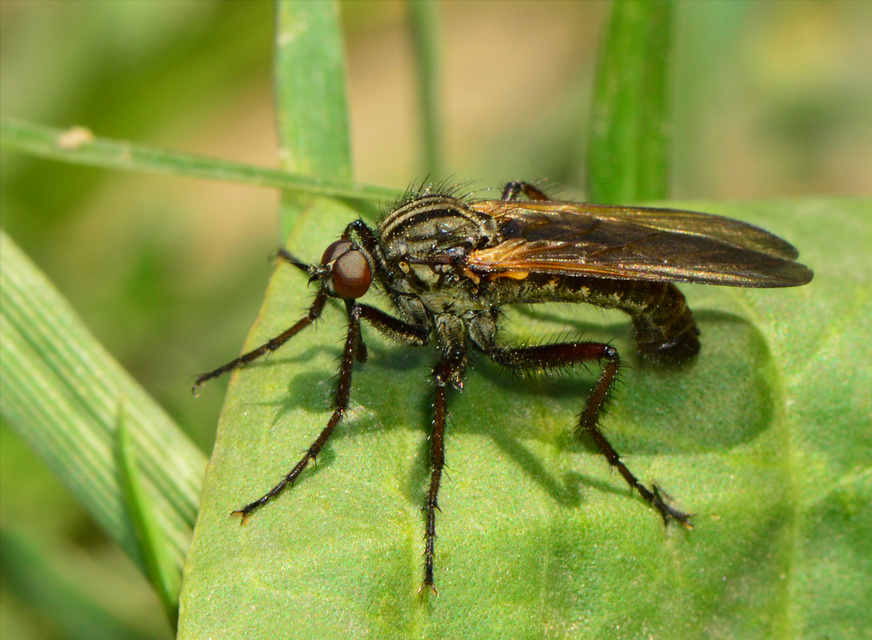 Empis tessellata - kockás táncoslégy