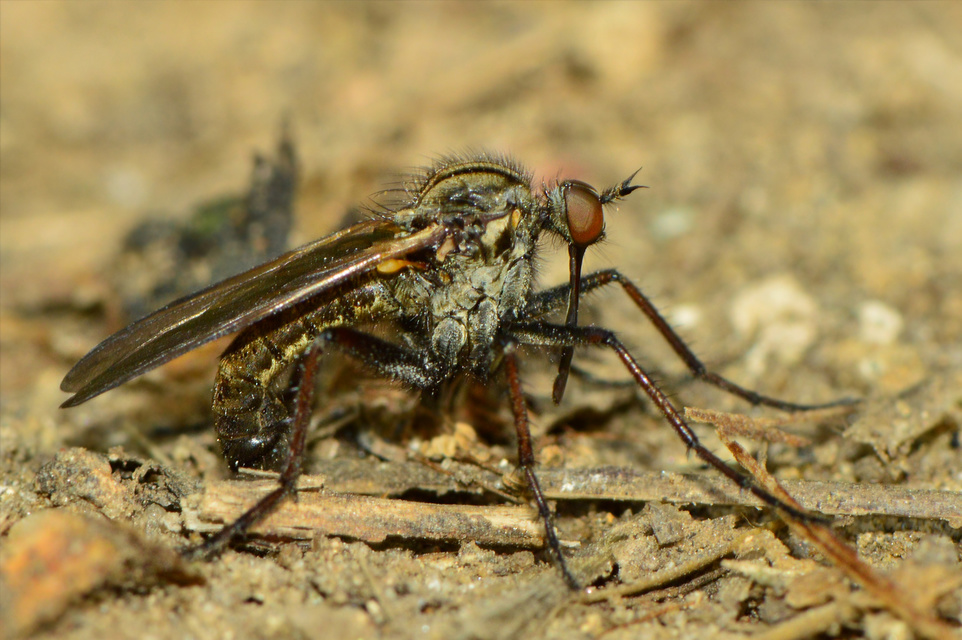 Empis tessellata - kockás táncoslégy