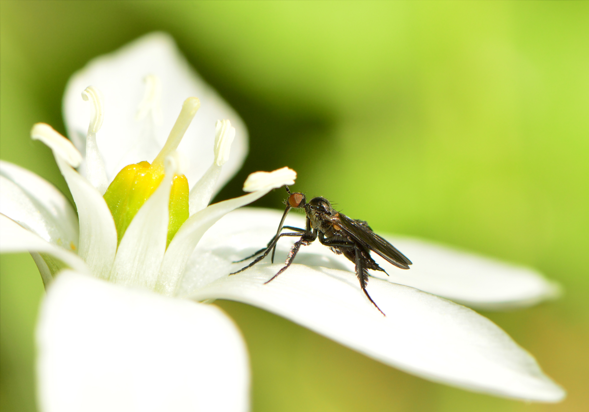 Empis pennipes - tollaslábú táncoslégy