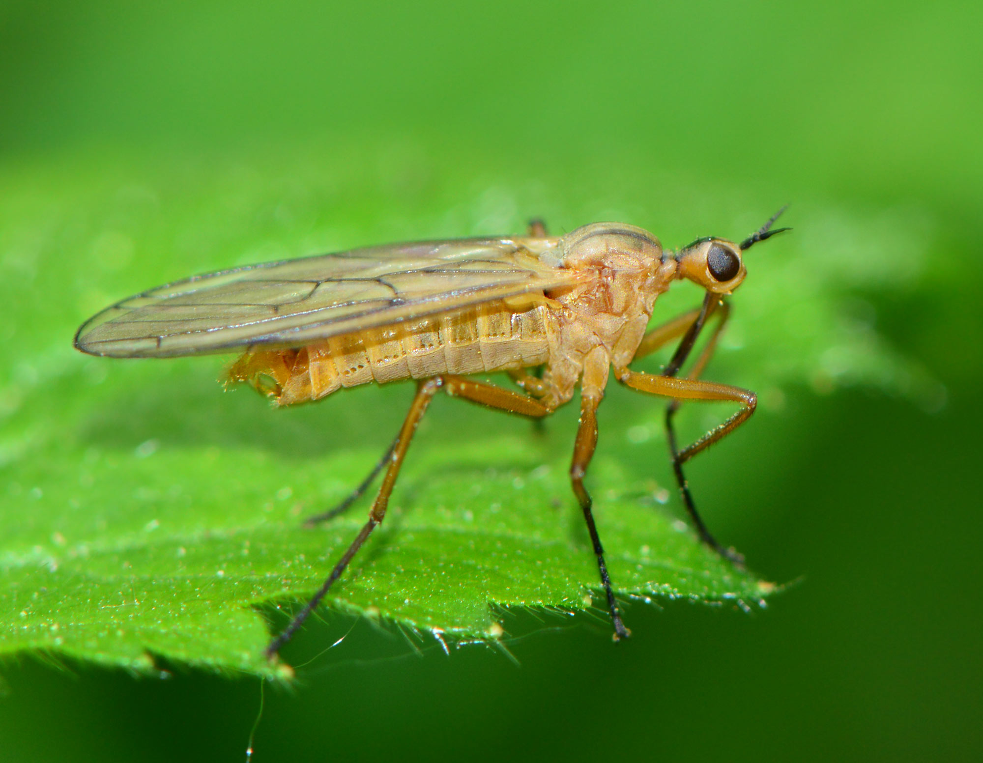 Empis digramma