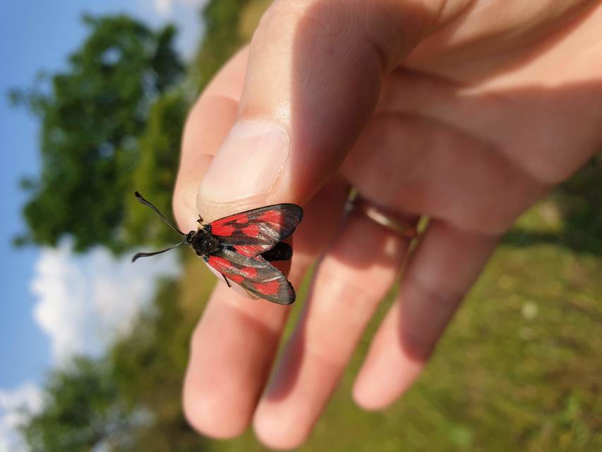Zygaena loti - közönséges csüngőlepke