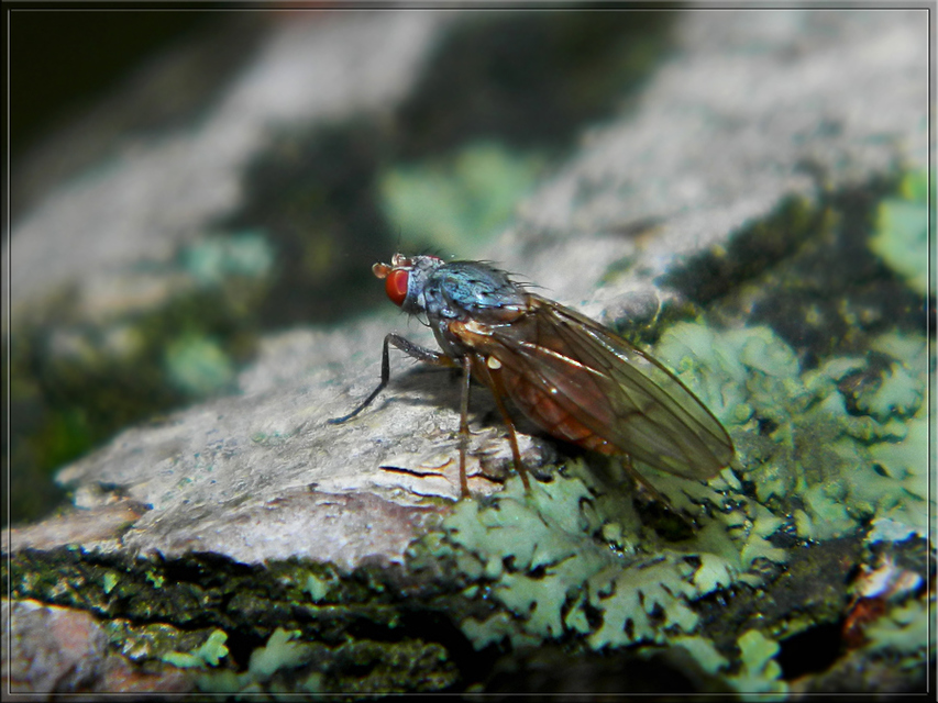 Heleomyzidae - tüskésszárnyú legyek