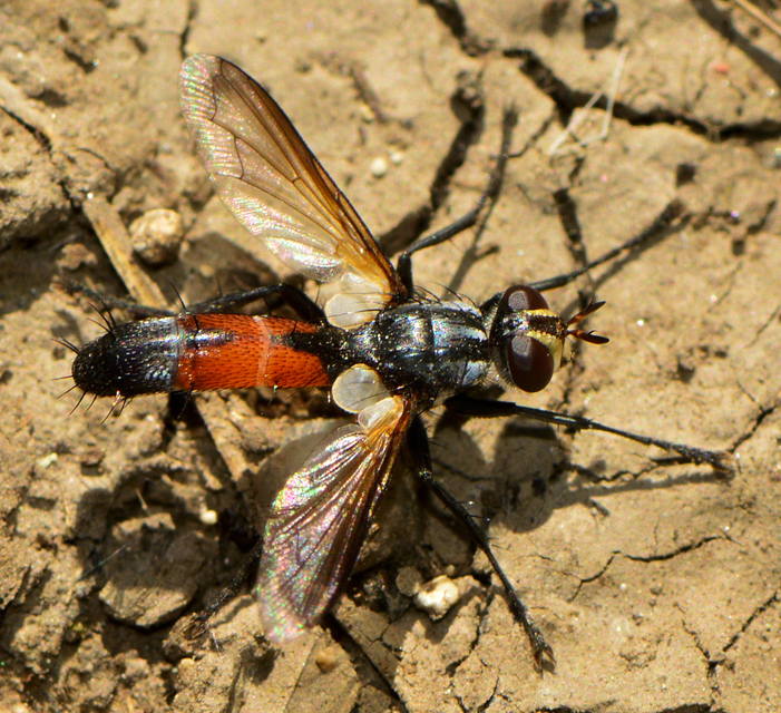 Cylindromyia