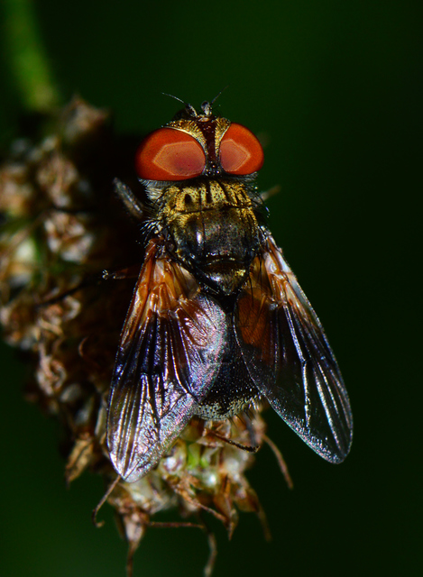 Phasiinae