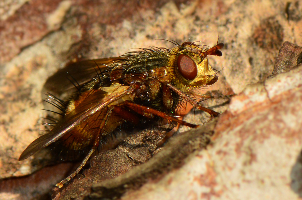 Tachina fera - közönséges fürkészlégy